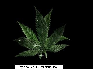Terror Wolf 2.7 Beta - Ooooo bun ultima versiune 2.7 :> Donwload GG - Versiuni Terror Wolf